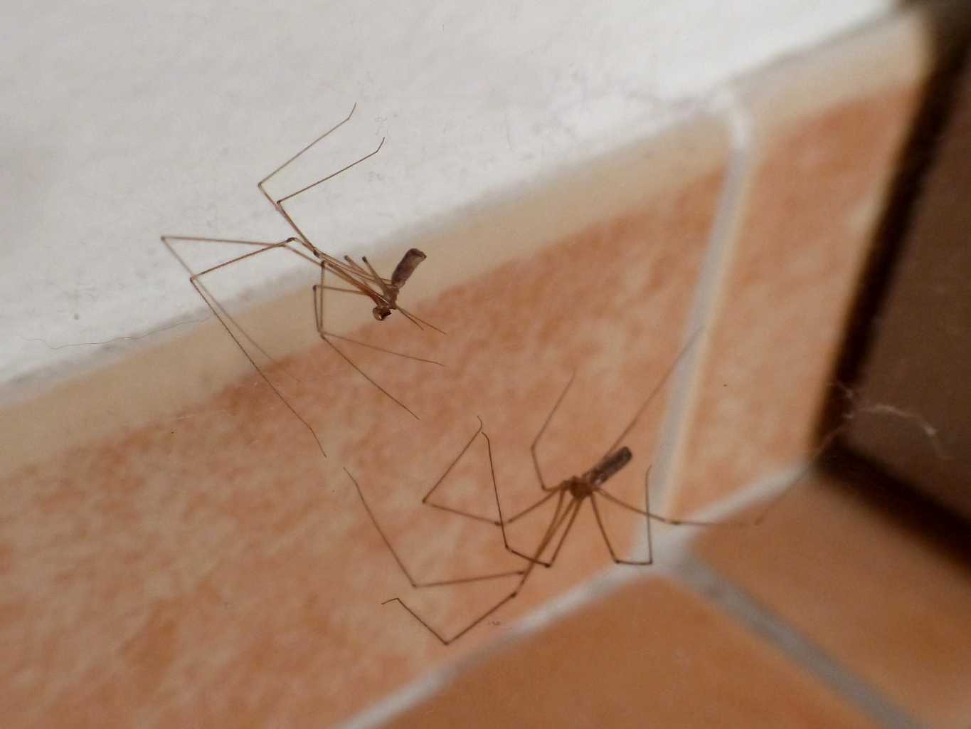 Coppia di Pholcus phalangioides - Santa Teresa Gallura (OT)